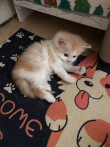 Кошенята
