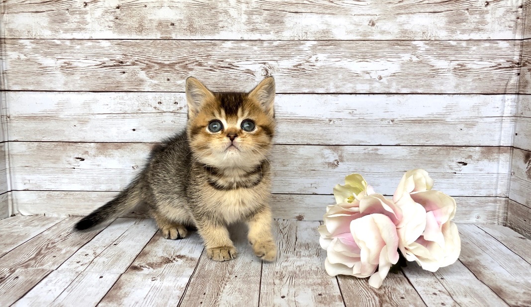 Британські кошенята.
