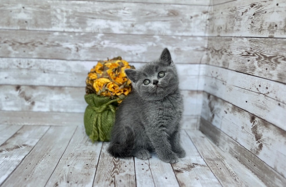 Блакитні британські кошенята.
