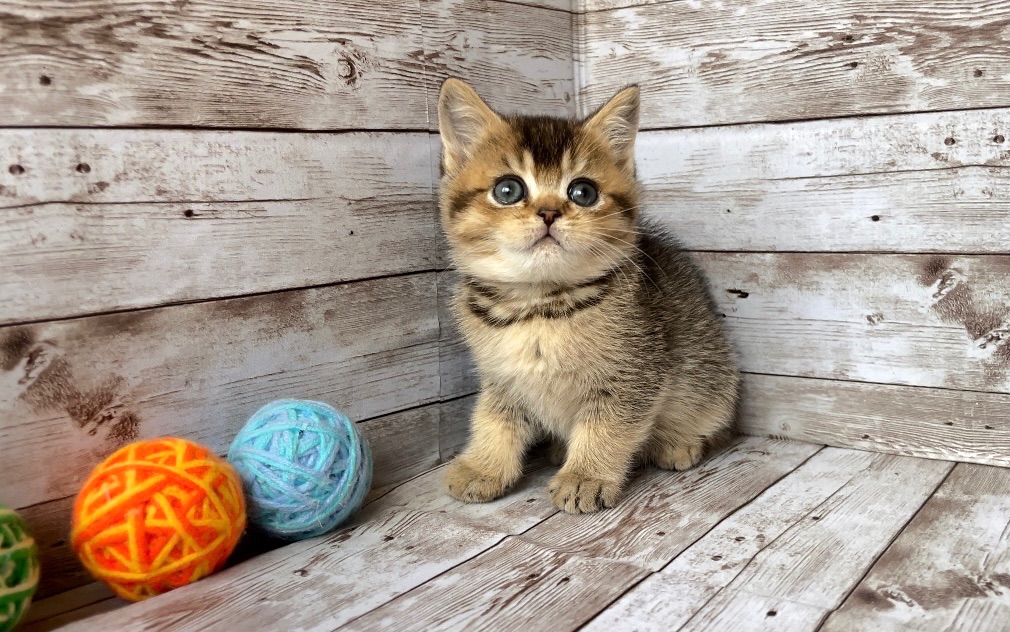 Британські кошенята.
