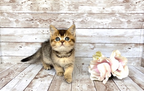 Британські кошенята.