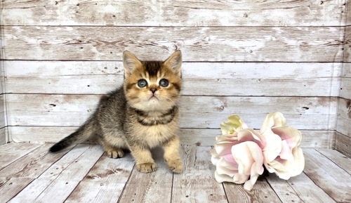 Британські кошенята.