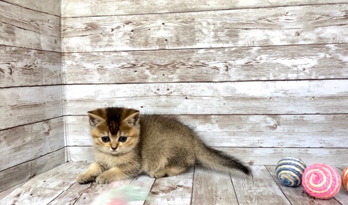 Британські кошенята.