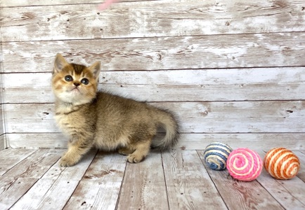 Британські кошенята.