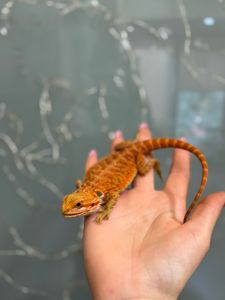 Агама бородатая Красная, подрощеные особи