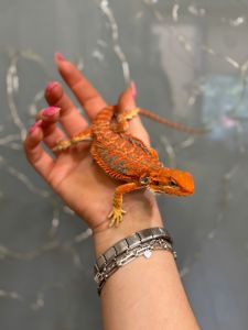 Агама бородатая Красная, подрощеные особи