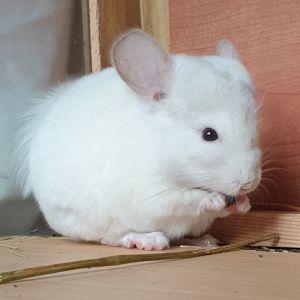 Маленькая самочка шиншиллы бело-розовая эбони