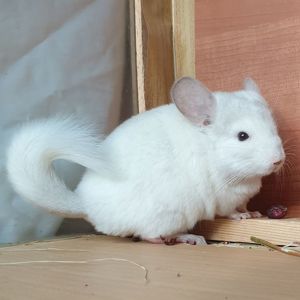 Маленькая самочка шиншиллы бело-розовая эбони