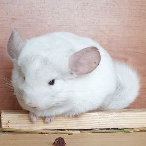 Маленькая самочка шиншиллы бело-розовая эбони