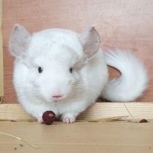 Маленькая самочка шиншиллы бело-розовая эбони