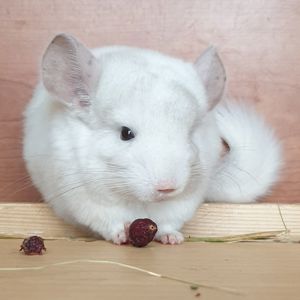 Маленькая самочка шиншиллы бело-розовая эбони