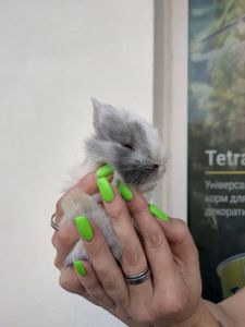 Міні-кролик, малюкі