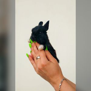 Мінічкі кролчення, малеча віком від 3 тижнів
