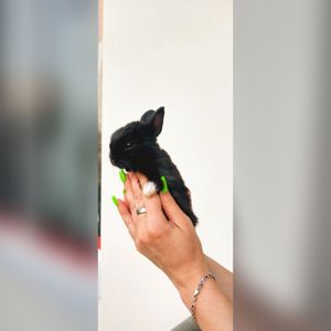 Мінічкі кролчення, малеча віком від 3 тижнів