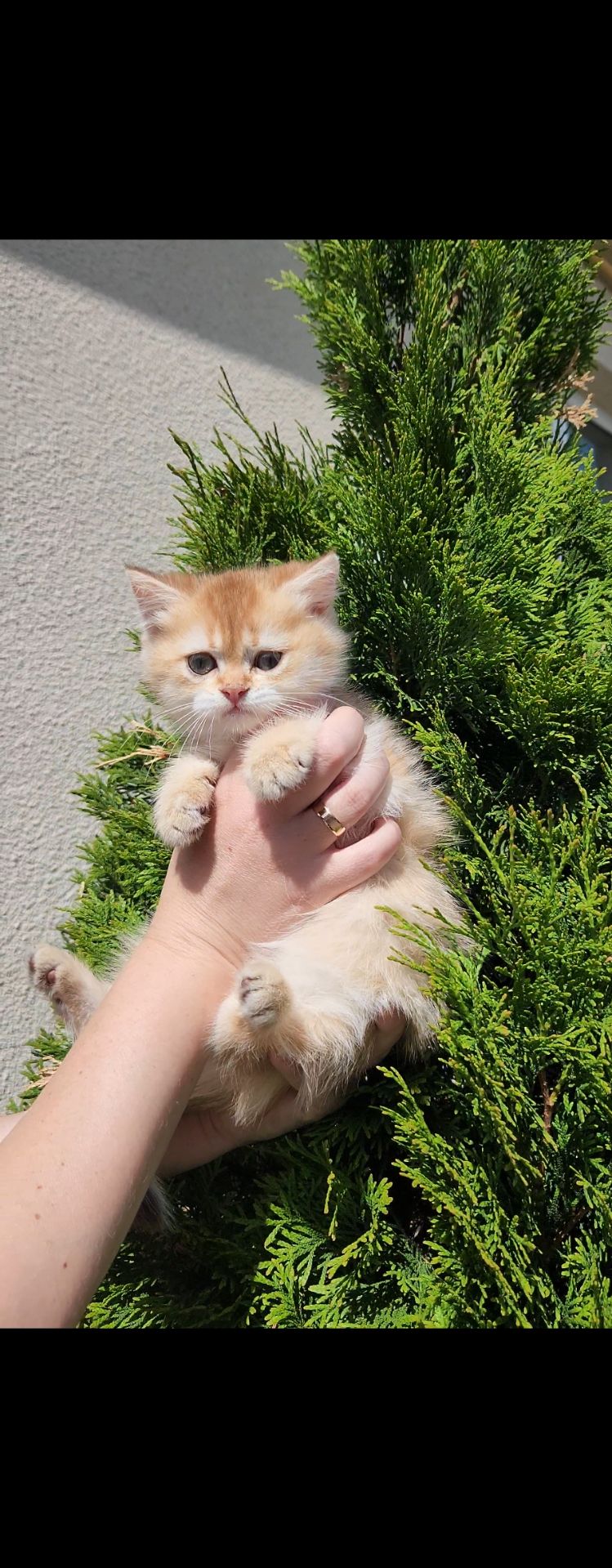 Шотландське кошеня Золота шиншила