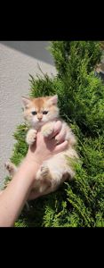 Шотландське кошеня Золота шиншила