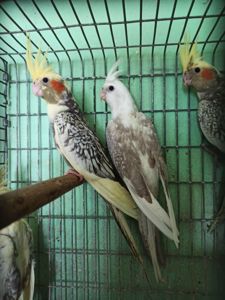 Кореллы птенцы