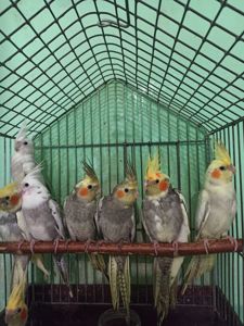 Кореллы птенцы