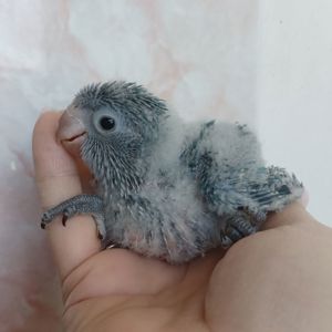 Калита (монах, квакер)