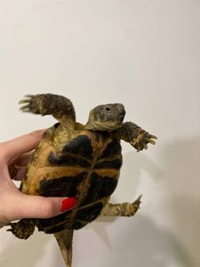 середньоазіатська черепаха, домашні ручні черепахи