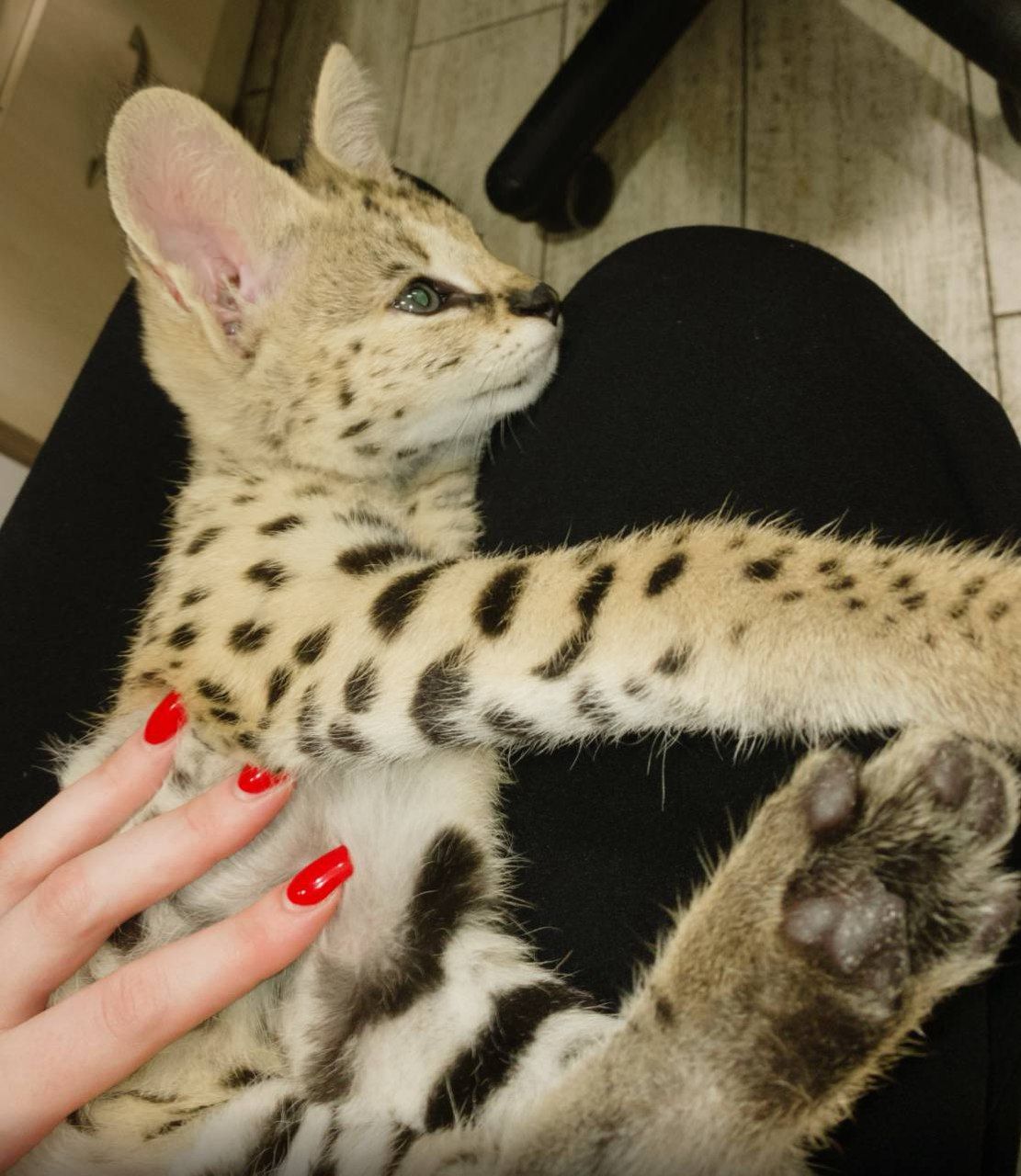 Кошеня савани Ф1, ручні та ласкаві домашні котики