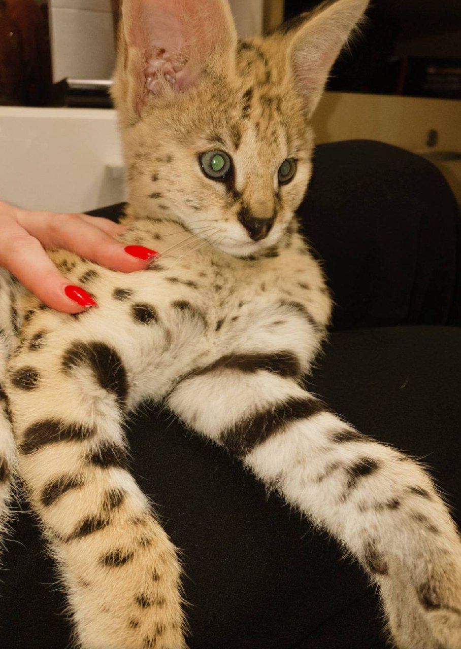 Кошеня савани Ф1, ручні та ласкаві домашні котики