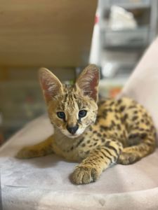 Кошеня савани Ф1, ручні та ласкаві домашні котики