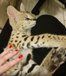 Кошеня савани Ф1, ручні та ласкаві домашні котики