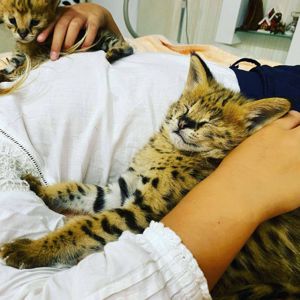 Кошеня савани Ф1, ручні та ласкаві домашні котики