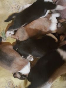 Шотландская овчарка