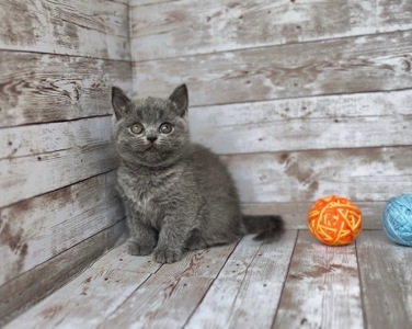 Британські кошенята. Розплідник.