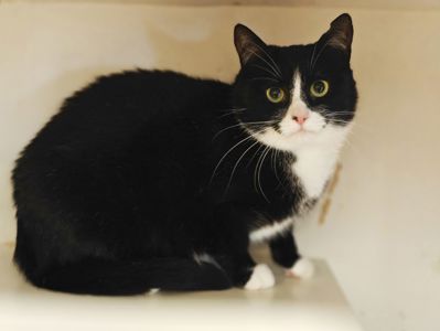 Панакота