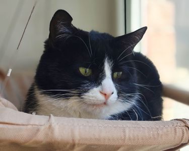 Панакота