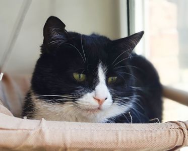 Панакота