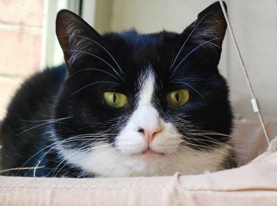 Панакота