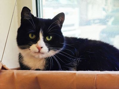 Панакота