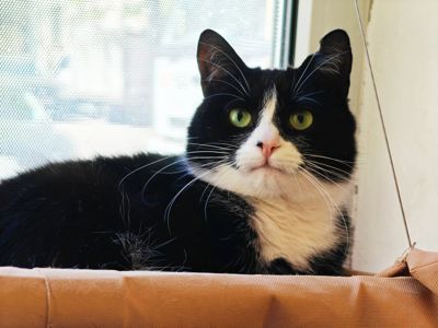 Панакота