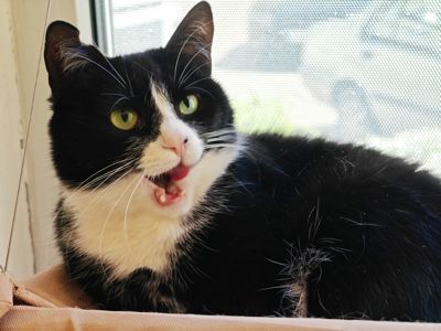 Панакота
