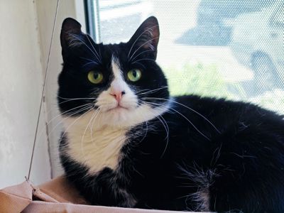 Панакота