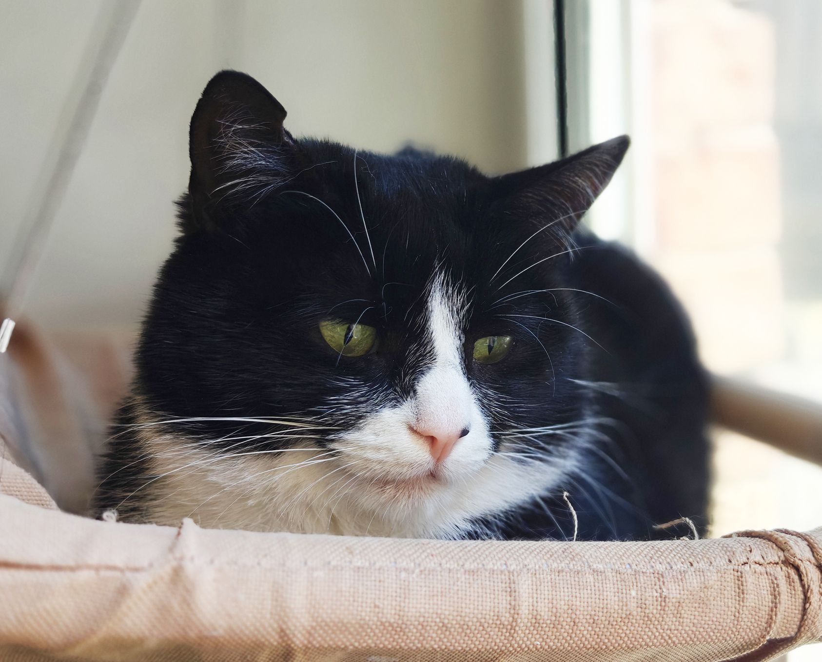 Панакота