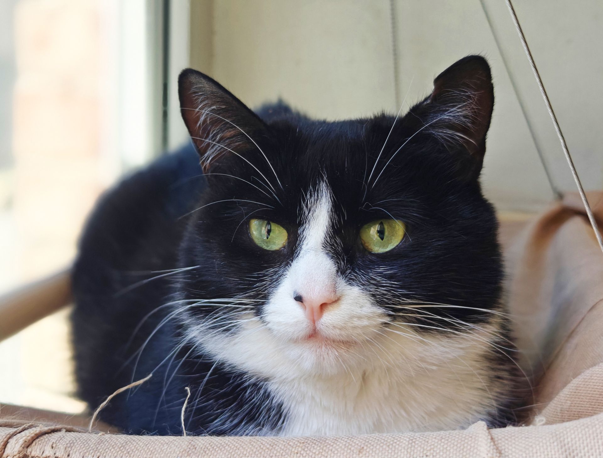 Панакота