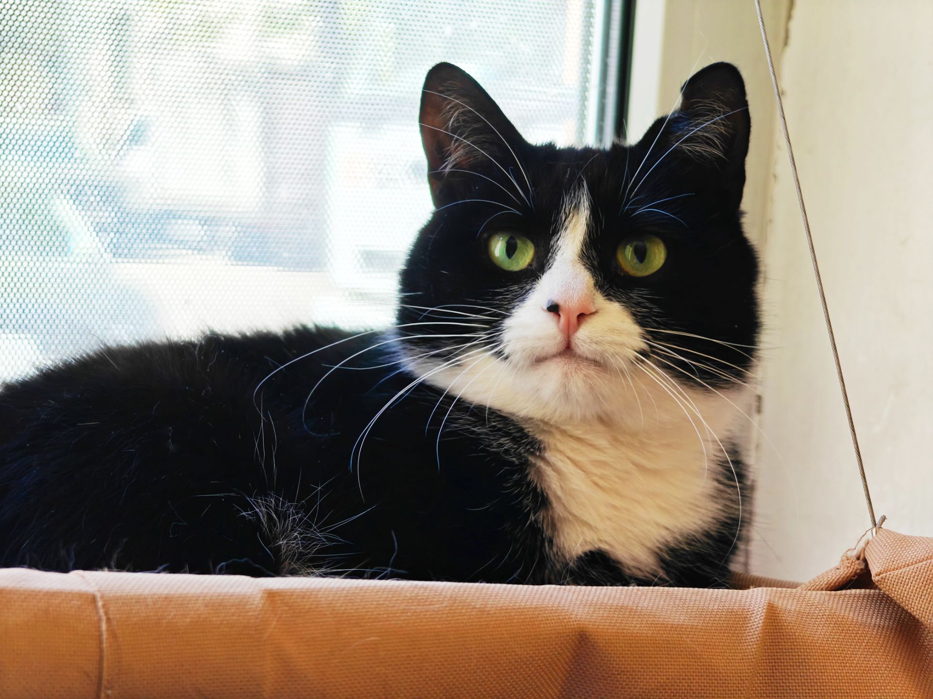 Панакота