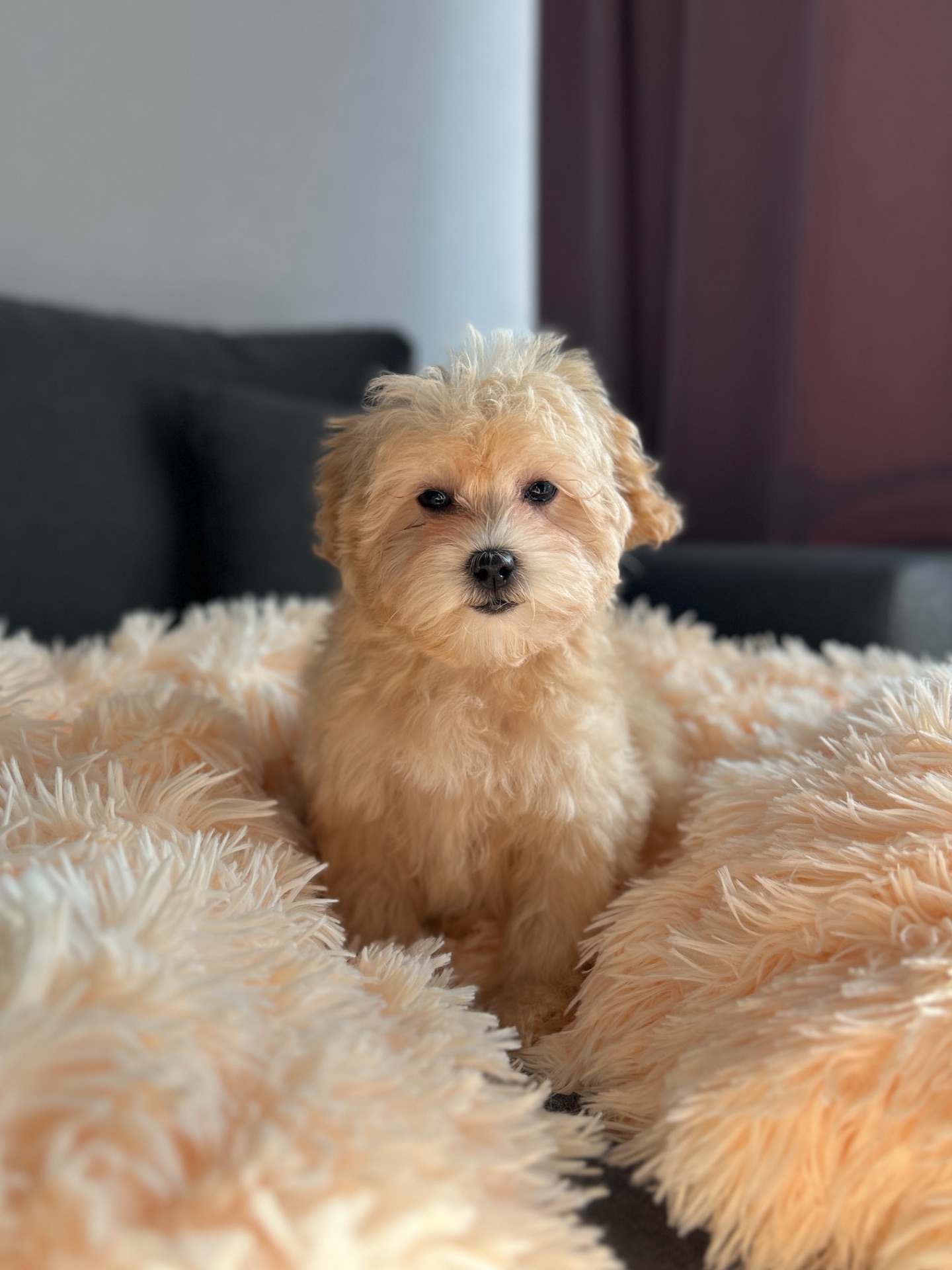 Девочка maltipoo f1 беби фейс