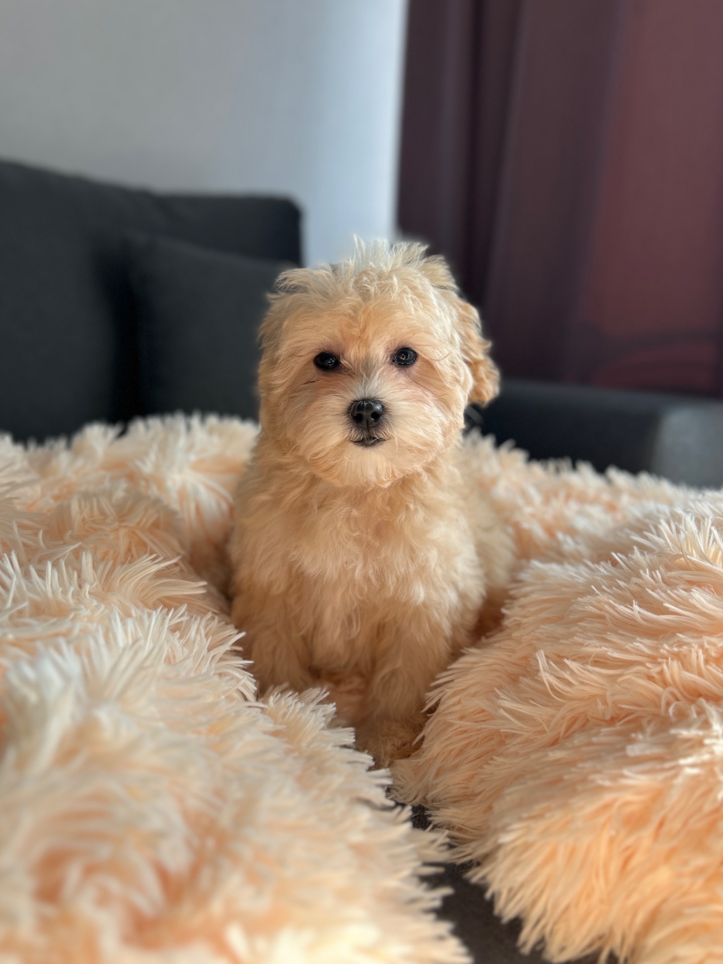 Девочка maltipoo f1 беби фейс