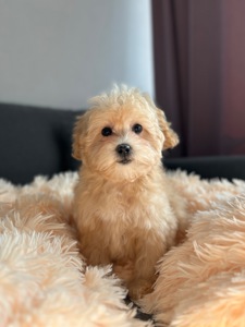 Девочка maltipoo f1 беби фейс