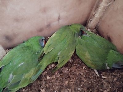 Китайский кольчатый