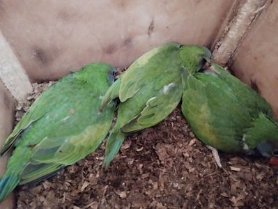 Китайский кольчатый
