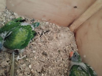 Китайский кольчатый