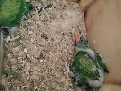 Китайский кольчатый