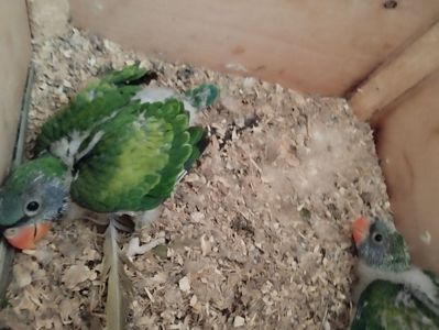Китайский кольчатый